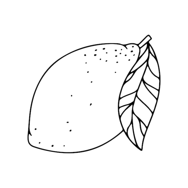Zitrone-Zitrusfrucht-Vektorillustration lokalisiert auf einem weißen Hintergrund
