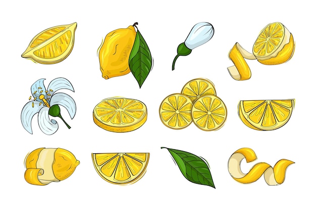 Zitrone zitrusfrüchte limonade zutaten gelbe ganze frucht halbes stück gefühl schale und blumen grüne blätter sauersaft logo lecker geschnittenes essen vitamin c zeichen vektor-cartoon-symbole