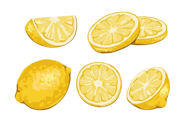 Zitronenfrüchte-Vektorillustration ganz und in Scheiben