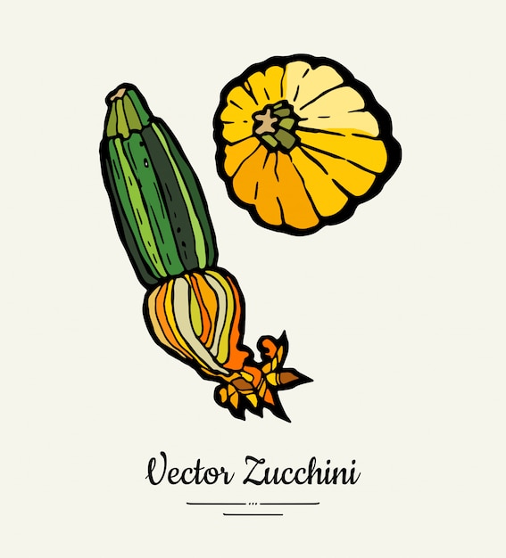 Zucchini handgezeichneter illustrationssatz.