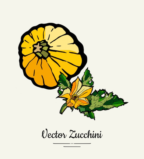 Zucchini handgezeichneter illustrationssatz.