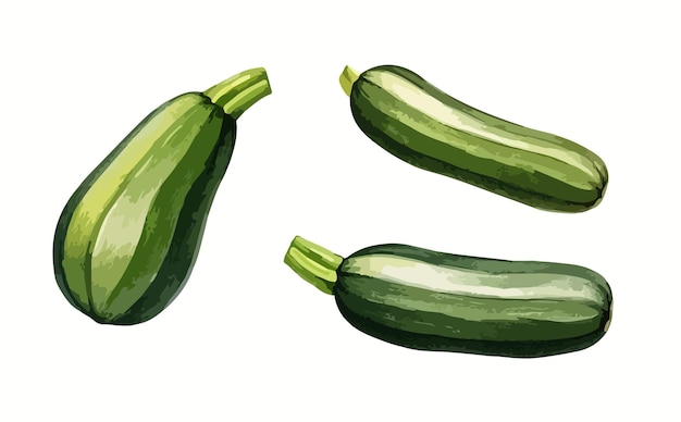 Zucchini-klipart-isolierte vektorillustration