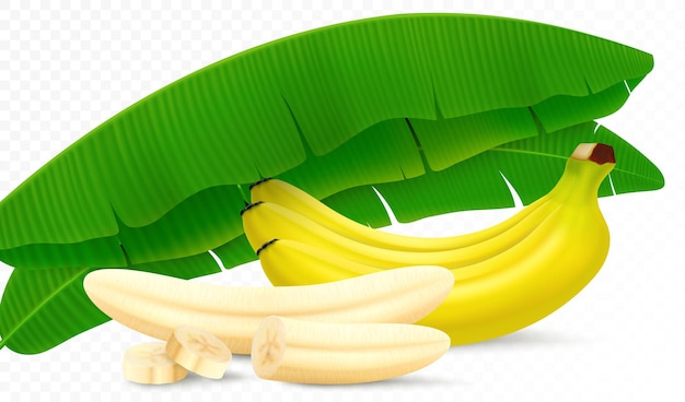 Zusammensetzung von bananenfrüchten bündel bananen geschälte bananenscheiben und hälften blätter aus einer bananenpalme realistische 3d-vektordarstellung isoliert auf transparentem hintergrund
