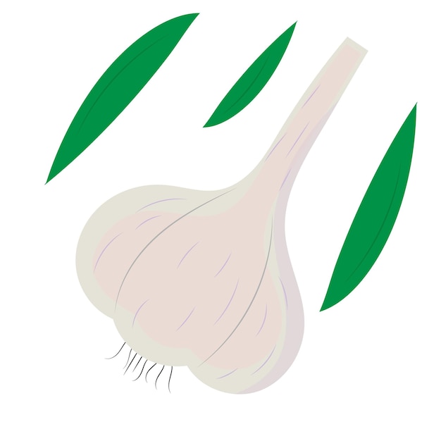 Vektor zutat zum kochen von knoblauch flat style vector