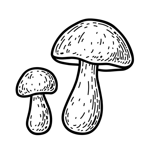 Zwei Cartoon-Steinpilze isoliert auf weißem Hintergrund Doodle Waldpilze