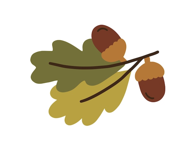 Zweig der Eiche mit Blättern und Eicheln in Muscheln. Eichennüsse, Nüsse in Kappen. Farbige flache Vektorillustration lokalisiert auf weißem Hintergrund.