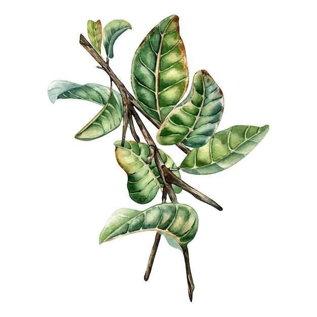 Vektor zweig der guajava-aquarell-illustration isoliert auf weißem hintergrund baumzweig der guajave