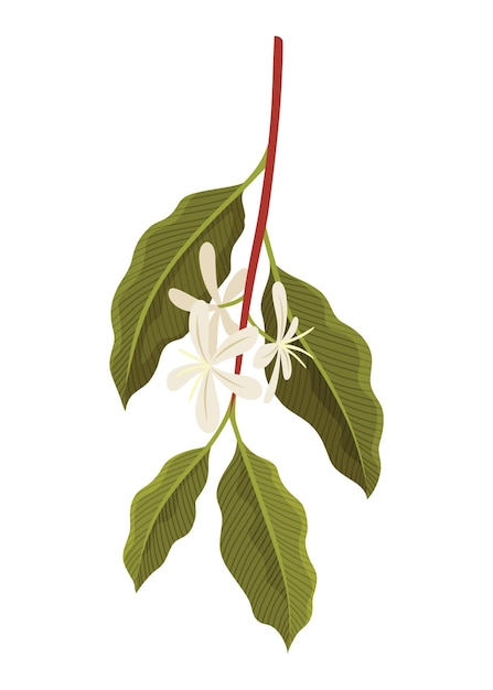 Zweig der Kaffeepflanze mit Blüten-Vektorillustration