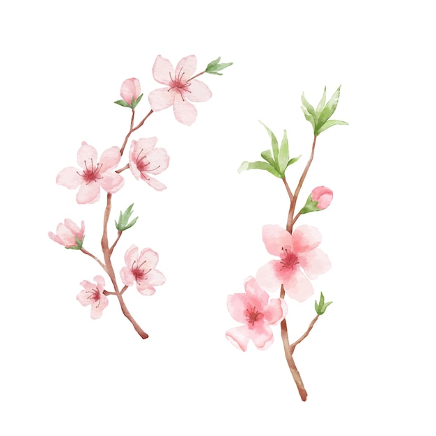 Zweig der Kirschblütenillustration. Aquarellmalerei Sakura isoliert auf weißem Hintergrund. Japan