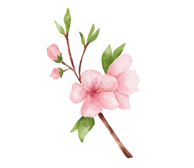 Zweig der Kirschblütenillustration Aquarellmalerei Sakura isoliert auf weißem Hintergrund Japanische Blume
