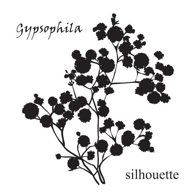 Zweig der schönen handgezeichneten silhouette gypsophila