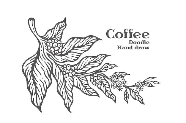 Zweig des kaffees mit gezeichneter illustration der früchte und der blumen hand