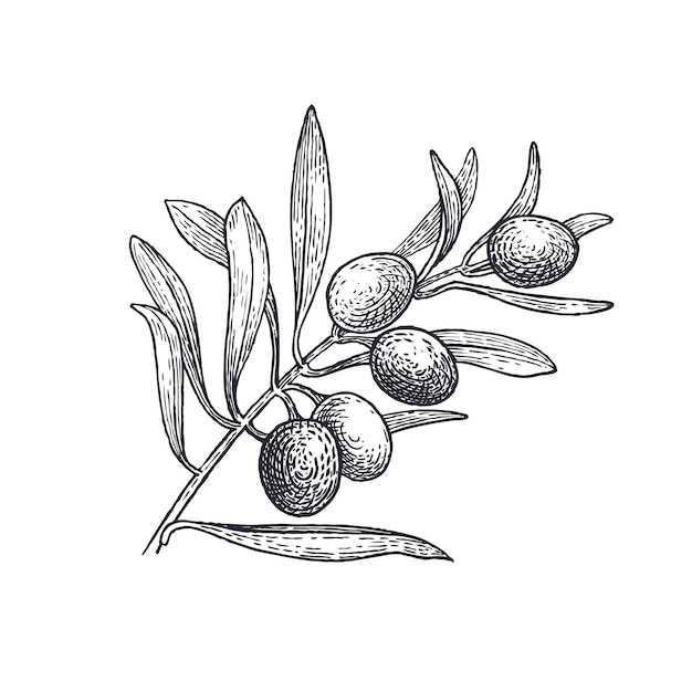 Zweig des olivenbaums schwarz-weiß-vektor-illustration isoliert auf weißem hintergrund vintage