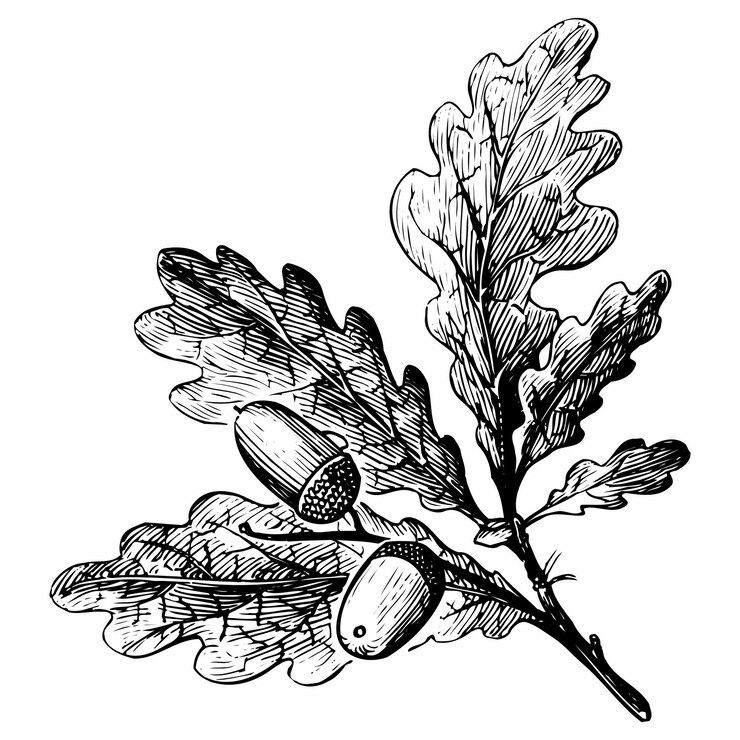 Vektor zweig von quercus robur