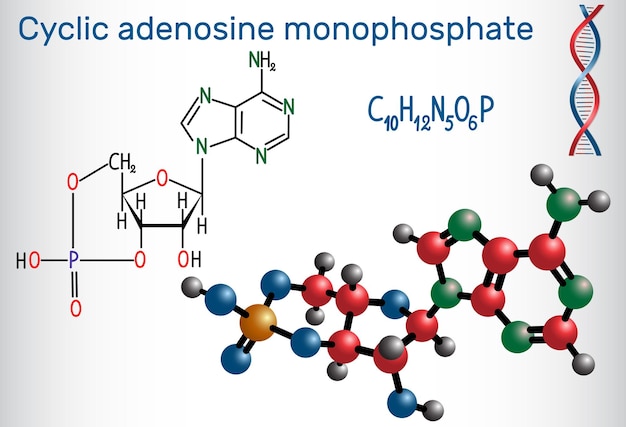 Zyklisches Adenosinmonophosphat cAMP-Molekül es wird für die intrazelluläre Signaltransduktion verwendet Blatt Papier in einem Käfig Strukturchemische Formel und Molekülmodell