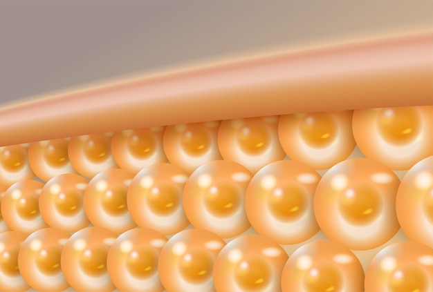 3d vector illustration of skin layers visible at a perfect angle
