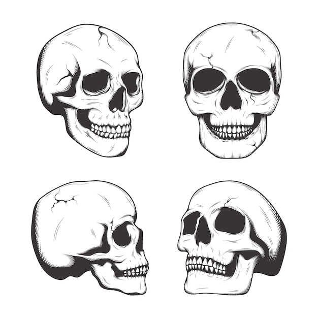 a black and white image of a skull with a line of skulls