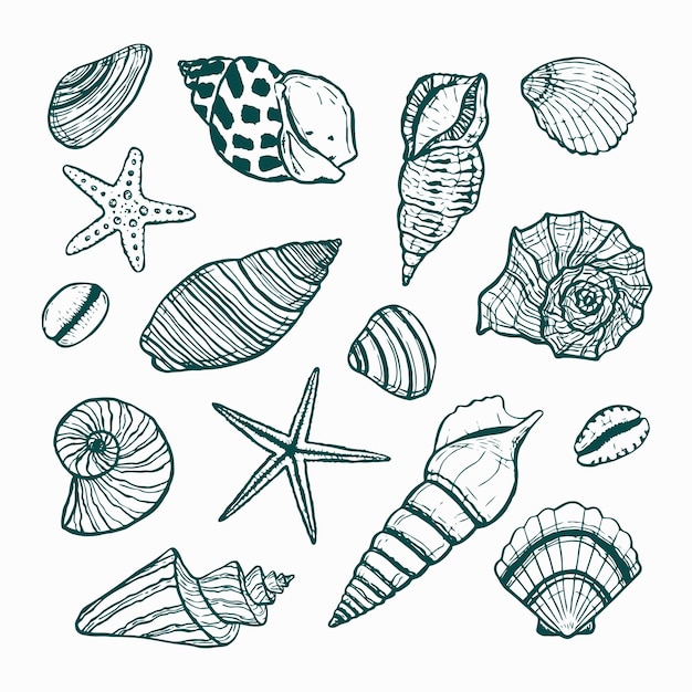 A collection of starfish and seashellsVector drawn outline of different seashells Underwater world