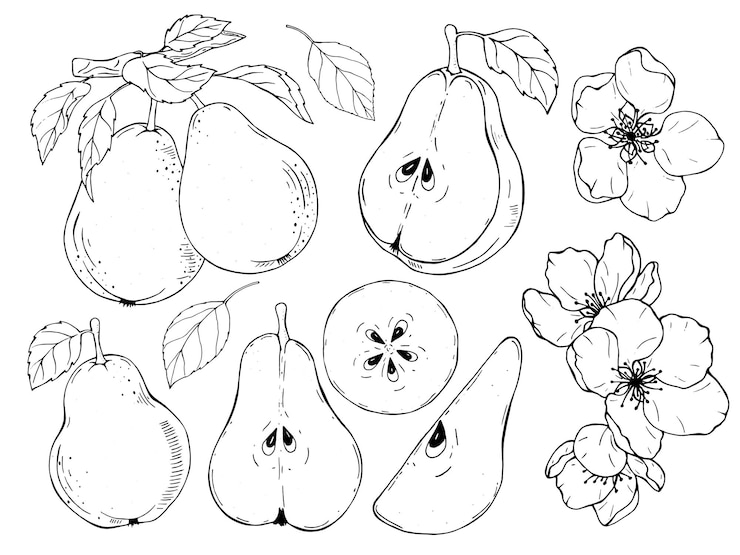 Vektor a set of isolated pear fruits leaves and flowers the drawing is made by hand with a black outline
