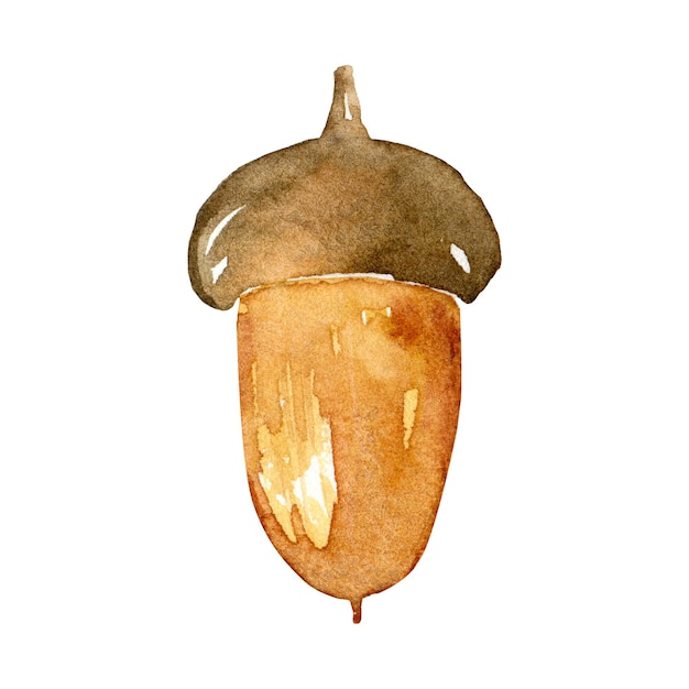 Akvarelový hnědý žalud
