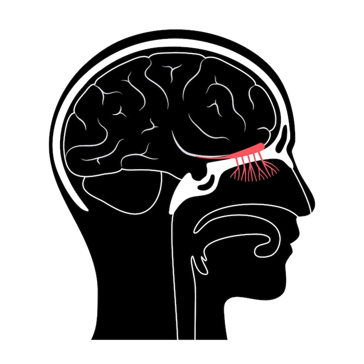 Vektor anatomie čichového nervu