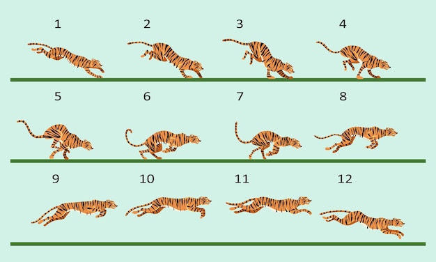 animation cycle of a tiger. predator run. twelve key frames.