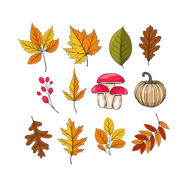 autumn design with autumn leaves mushrooms and berries colored isolated elements