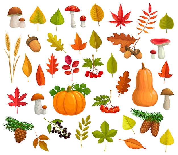 autumn  icons cartoon falling leaves, pumpkin, mushrooms, pine cones. maple, oak or poplar and birch tree with chestnut leaf and rowan. fall seasonal ripe berries, wheat ears and fall foliage.