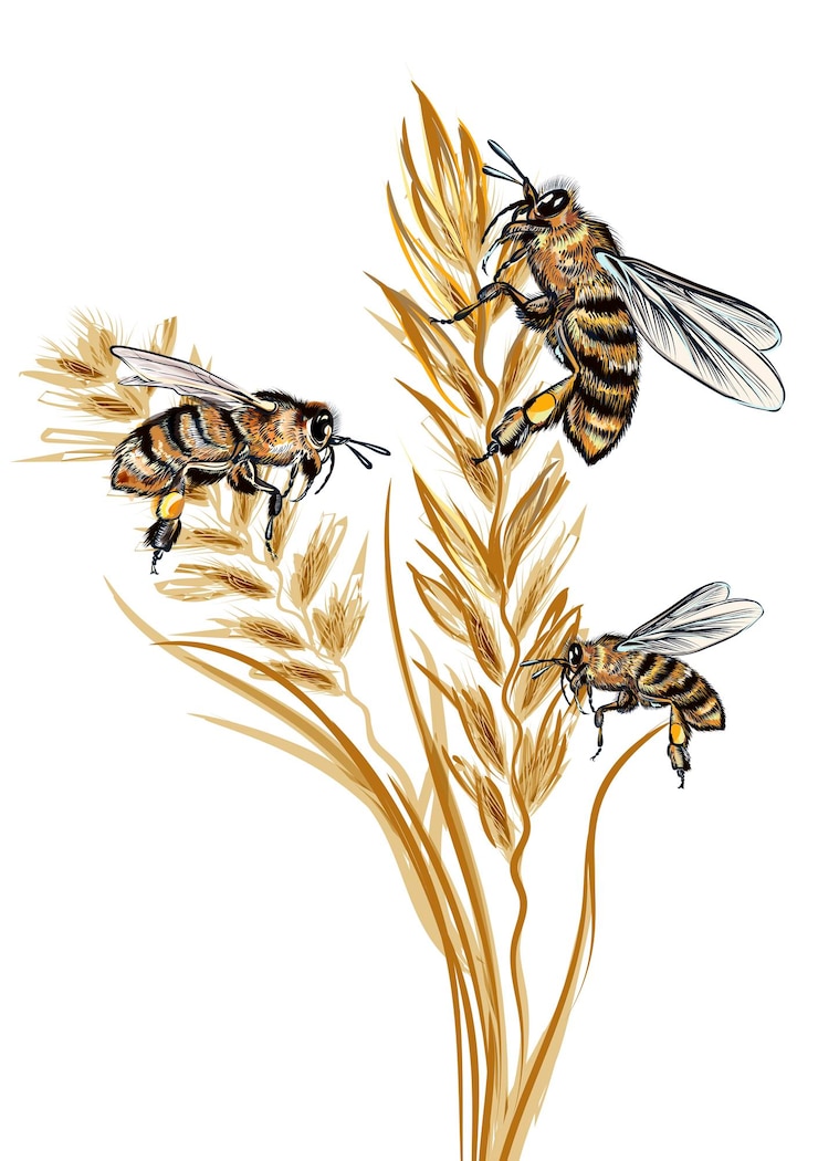 Vektor beautiful vector illustration with detailed bee and wild wheat plant