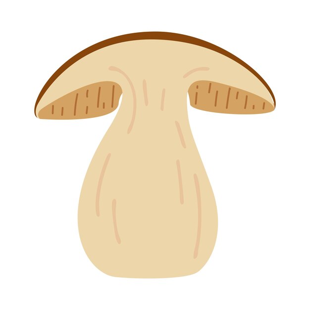 Boletus edulis forest mushroom hand drawn porcini