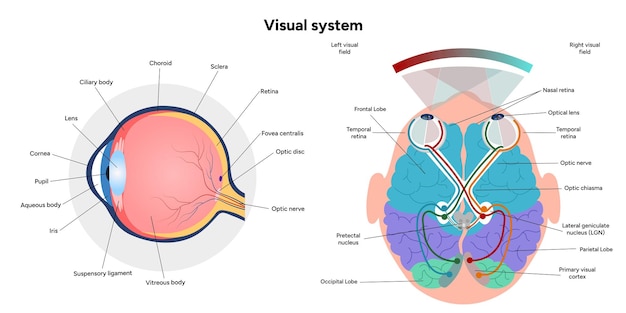 brain anatomy areas parts functions colorful section infographic diagram and visual system