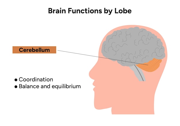 Brain functions by lobe Cerebellum