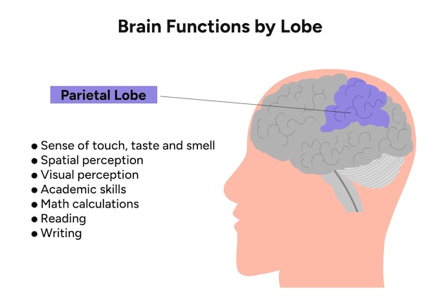 Brain functions by lobe Parietal lobe