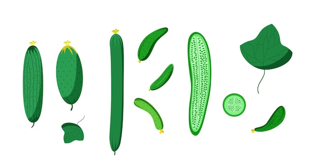 bright vector set of colorful fresh cucumber