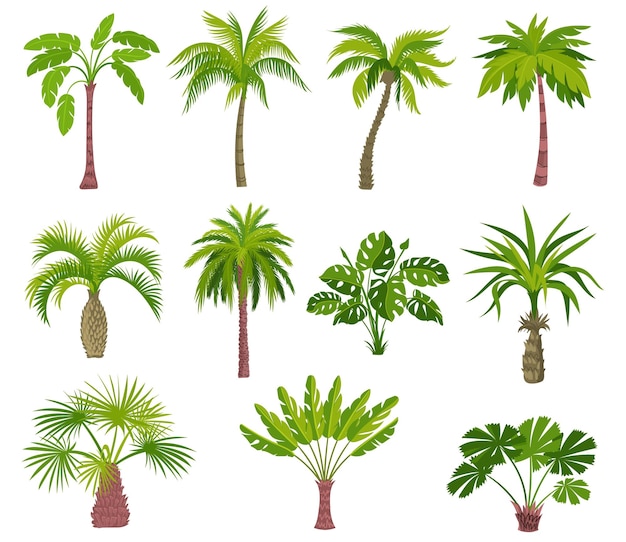 Cartoon palm trees Exotic summer plants Different shapes leaves Tropical greenery Jungle coconut or banana Monstera foliage Rainforest flora Botanical elements Splendid vector set