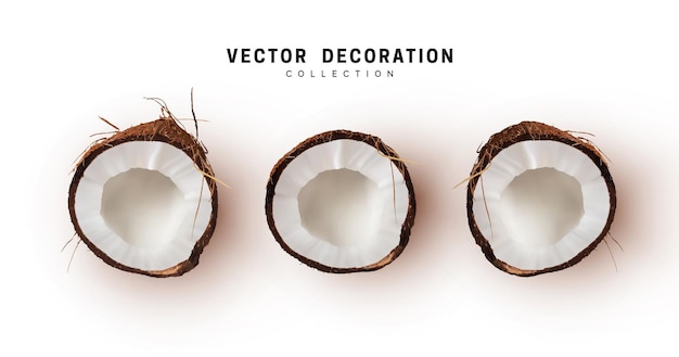 coconut set of realistic half. coconuts isolated on white background. vector illustration