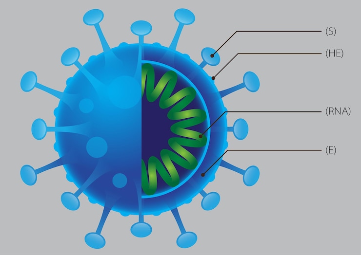 Vektor cross section of virus concept cross sectional model of virus