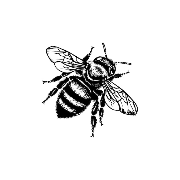 Detailed Black and White Bee Illustration Vector icon
