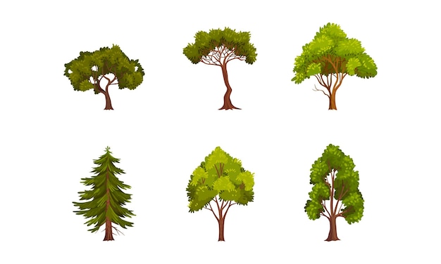Different trees as perennial plant with trunk branches and leaves vector set