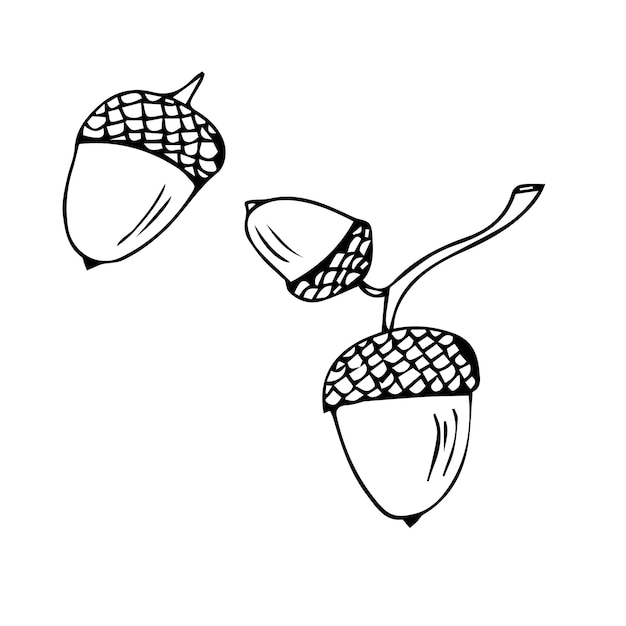 Doodle is an icon of the fruits and leaves of an oak tree. Contour image of an acorn.