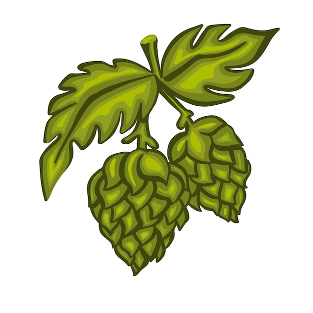 Green hops hand drawn vector illustration