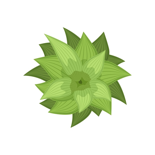 green plant landscape design element top view vector illustration isolated on a white background