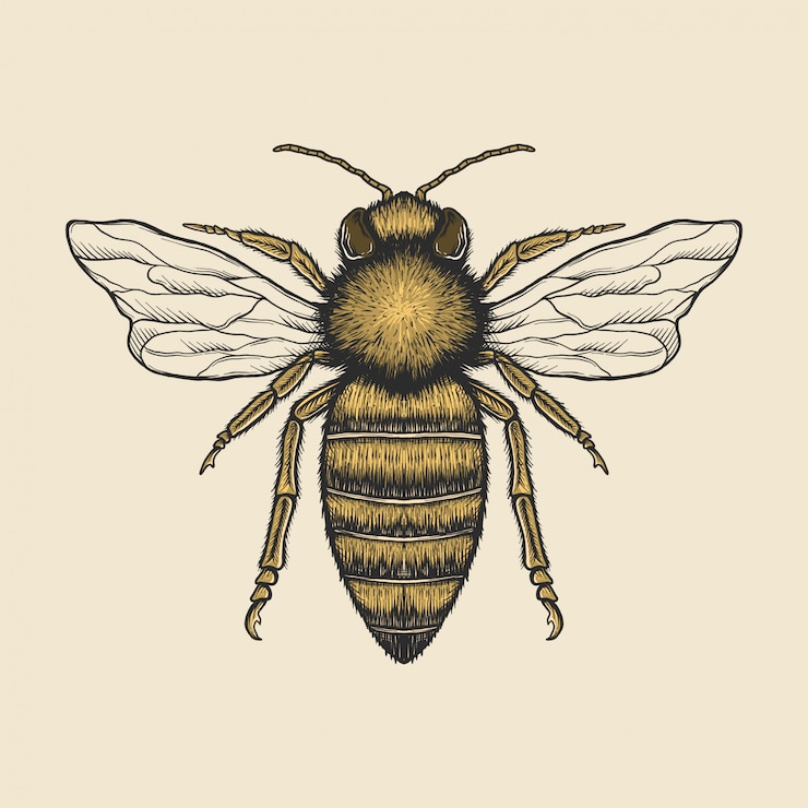 Vektor hand drawing vintage bee  illustration