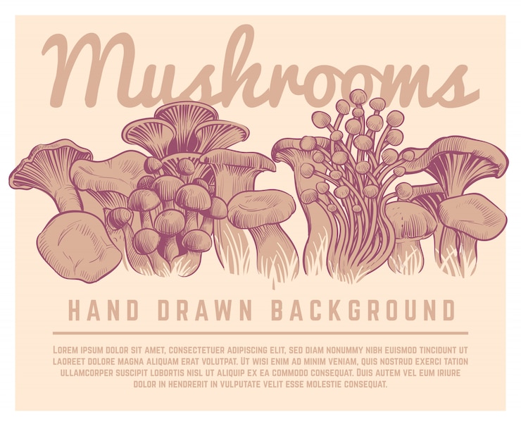 Vektor hand drawn mushrooms background. autumn gourmet truffles champignon oyster mushroom sketch illustration