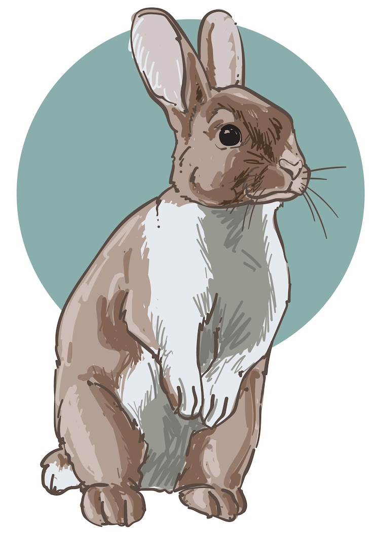 Vektor hand drawn rabbit color vector illustration