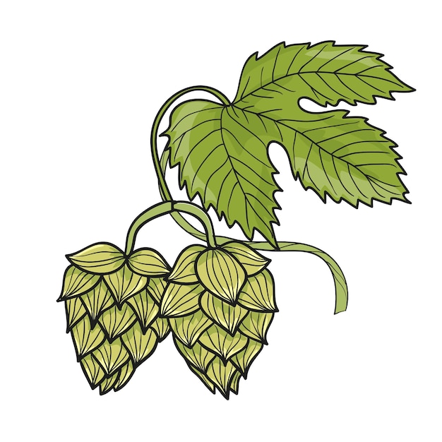 Hop branch isolated on white Hand drawn vector illustration