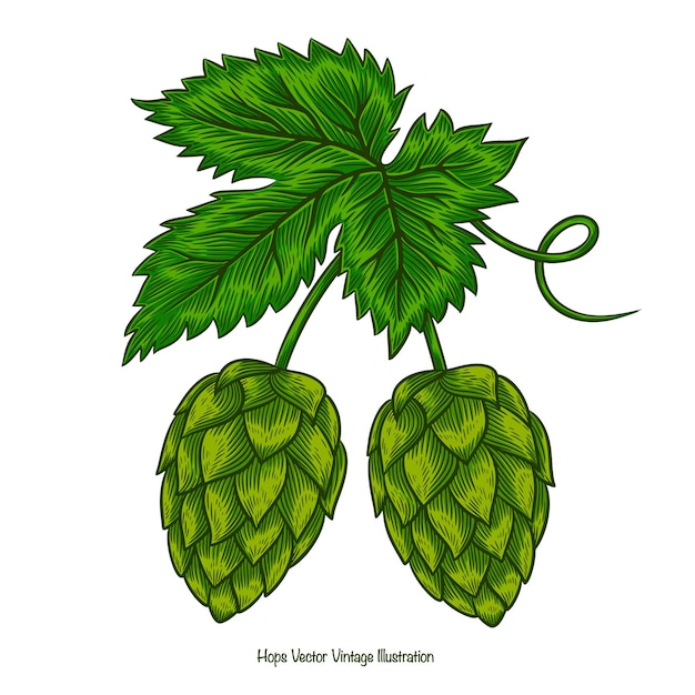 hops beer illustration Hops herb plant for brewery of beer engraving vintage sketch