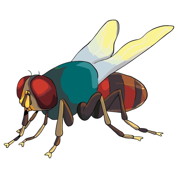 housefly isolated on a white background