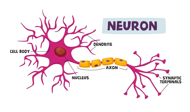 human neurons scheme infographics dendrite, cell body, axon and nucleus with synaptic terminals scientific medical infographic, learning aid isolated