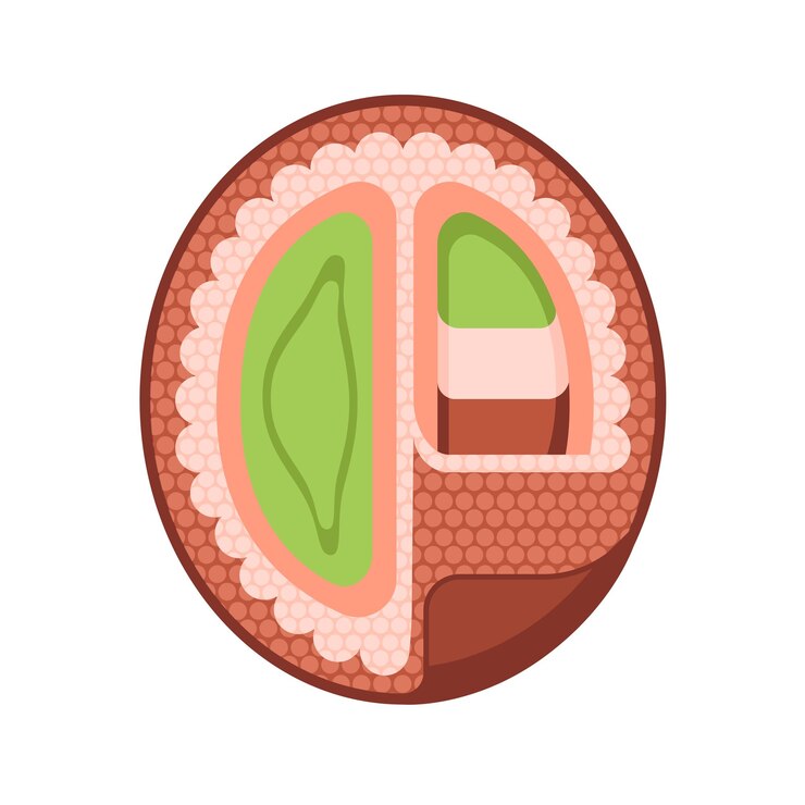 Vektor illustration of a coffee bean in section in flat style